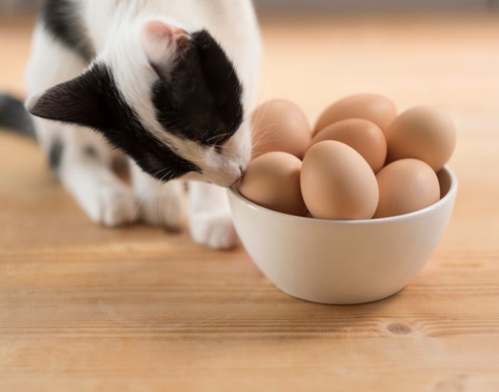 Un ou crud pentru o pisică hrănită cu hrană uscată sau procesată nu este, de asemenea, benefic din cauza prezenței unei enzime numite avidină, conținută în proteinele crude.